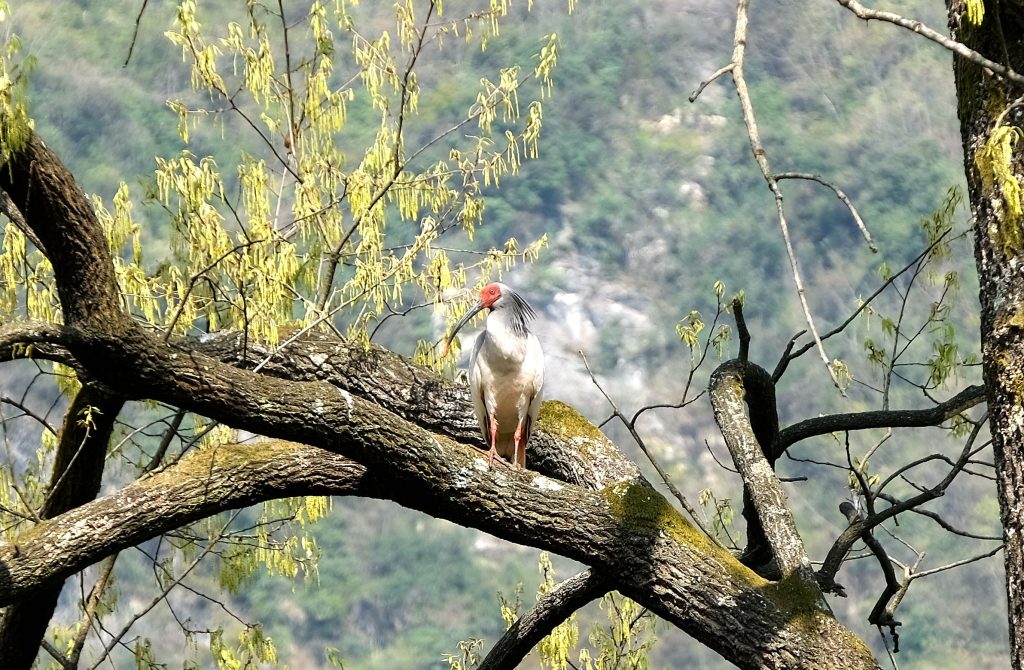 鎮(zhèn)巴縣境內(nèi)發(fā)現(xiàn)國家一級保護(hù)動物—朱鹮插圖