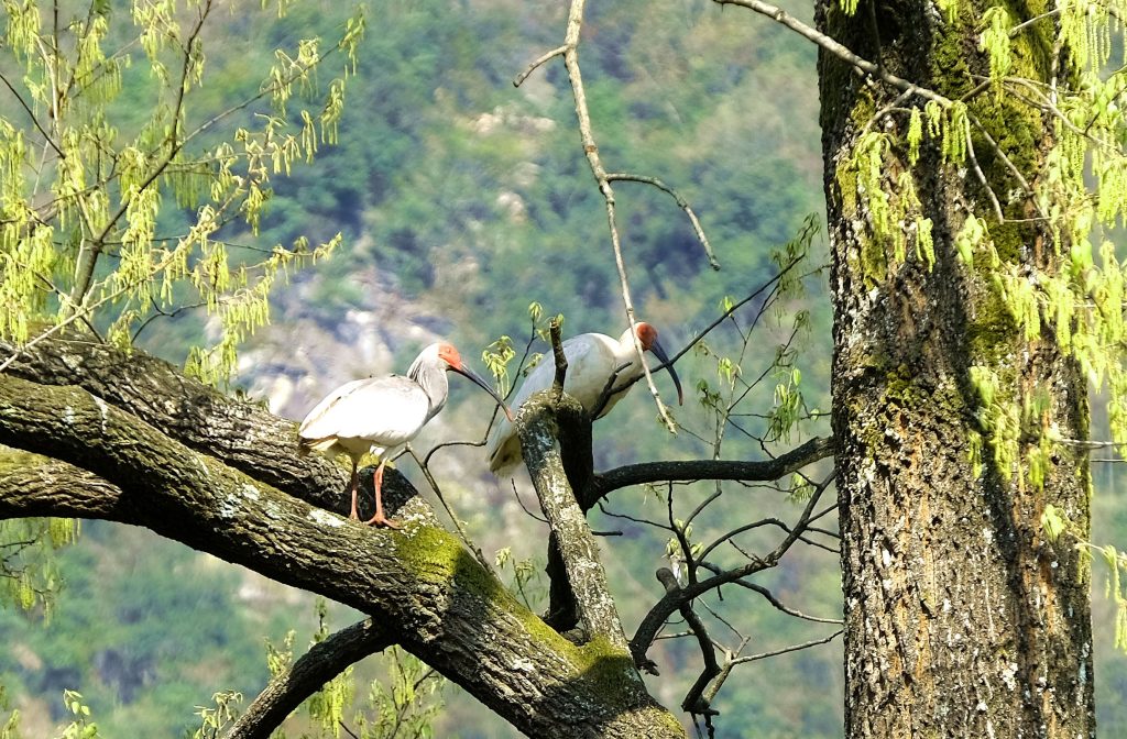 鎮(zhèn)巴縣境內(nèi)發(fā)現(xiàn)國家一級保護(hù)動物—朱鹮插圖1