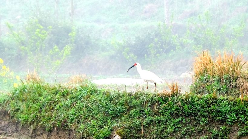 鎮(zhèn)巴縣境內(nèi)發(fā)現(xiàn)國家一級保護(hù)動物—朱鹮插圖6