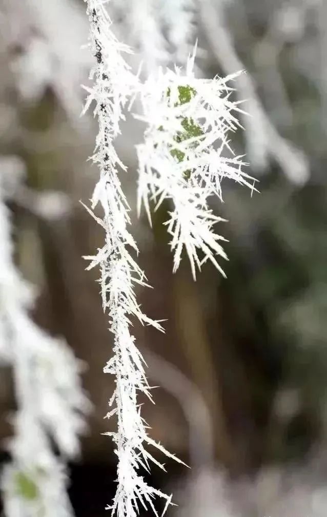 今日小寒插圖1