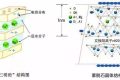 應對新冠要囤蒙脫石散？專家：備一兩盒正常，但未必是止瀉首選縮略圖