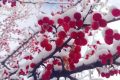 宛若仙境！漢臺景區(qū)絕美雪景上線縮略圖