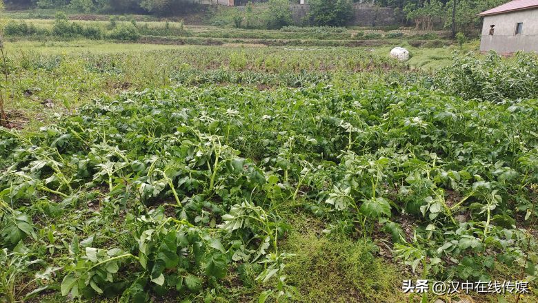 5月7日，漢中市寧強(qiáng)縣突降暴雨及冰雹部分區(qū)域莊稼受損嚴(yán)重插圖3