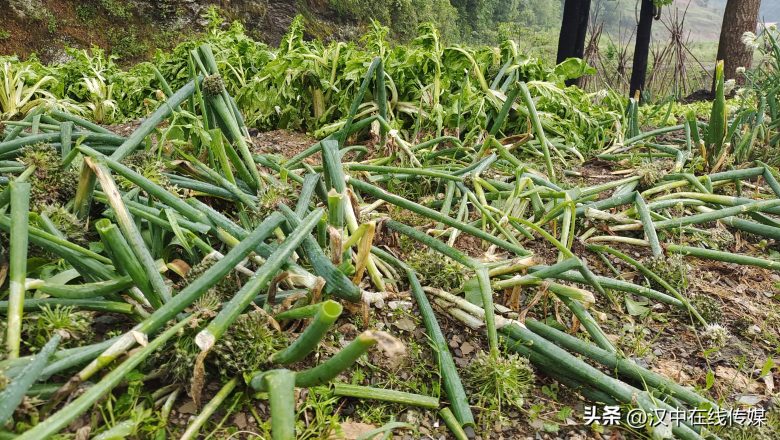 5月7日，漢中市寧強(qiáng)縣突降暴雨及冰雹部分區(qū)域莊稼受損嚴(yán)重插圖