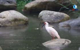 落地陜西！朱鹮國家保護研究中心獲批縮略圖